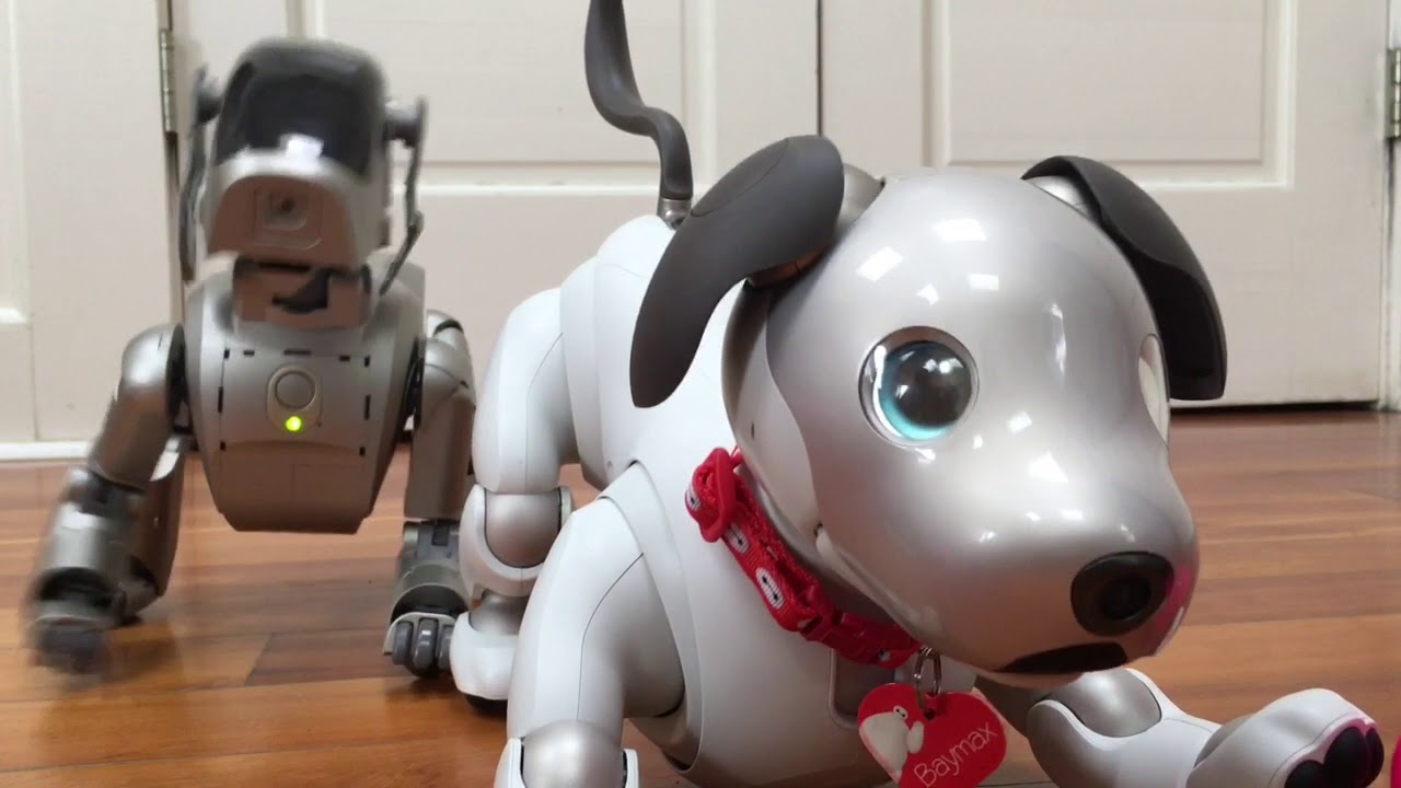Старый Aibo против нового Aibo: ERS-110 и ERS-1000