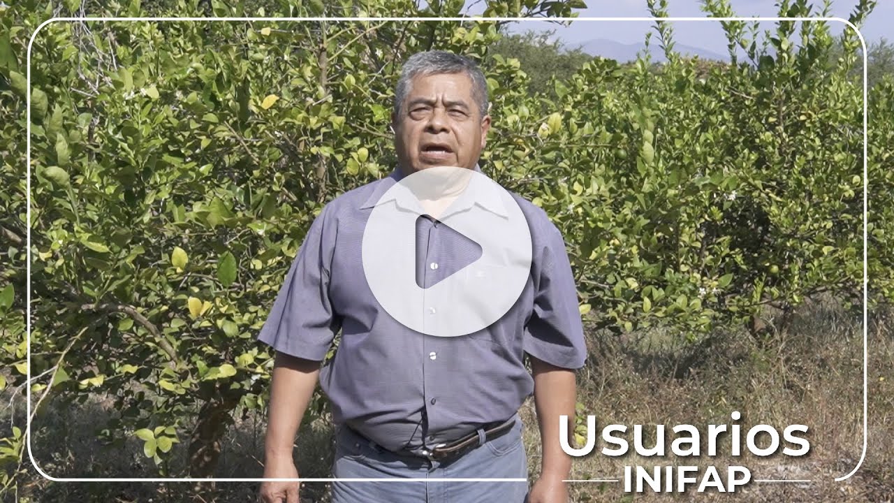 Manejo integral de lim&oacute;n mexicano