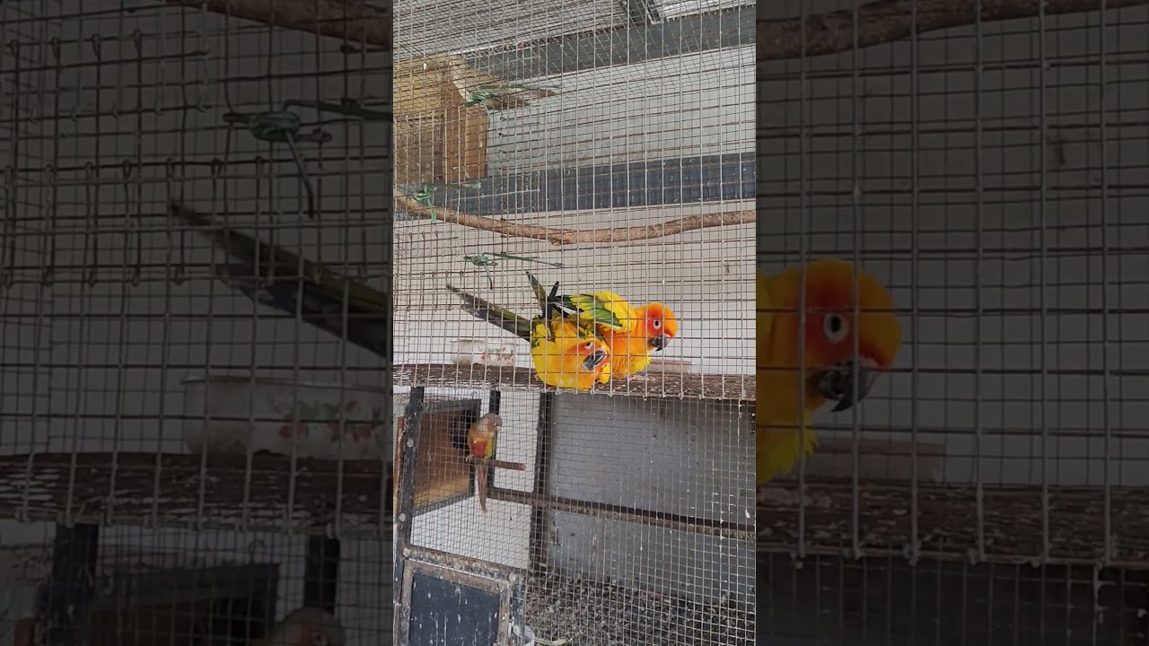 sun conure mating video🥰🥰❤️