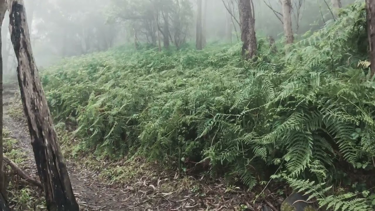 ქარი კვლავ არხევს - Madam Bovary Band