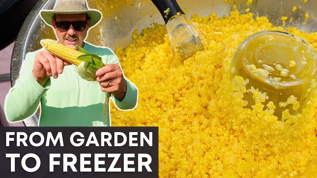 GARDEN GOLD: Bagging Sweet Corn for the Future!