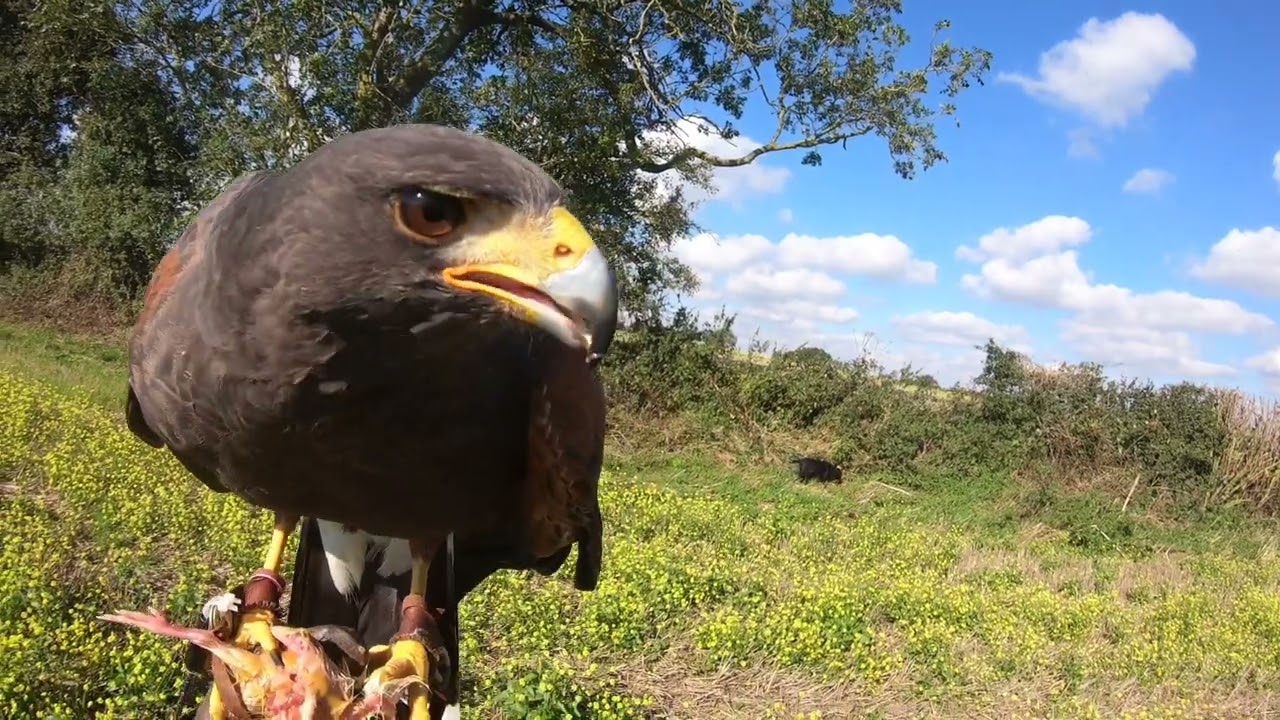 Part 1, HARRIS HAWK, IM DOING THIS SO YOU DONT HAVE TOO
