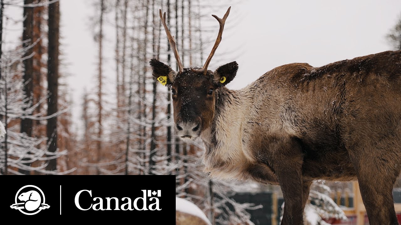 Le retour du caribou : rétablir les hardes de Jasper | Parcs Canada