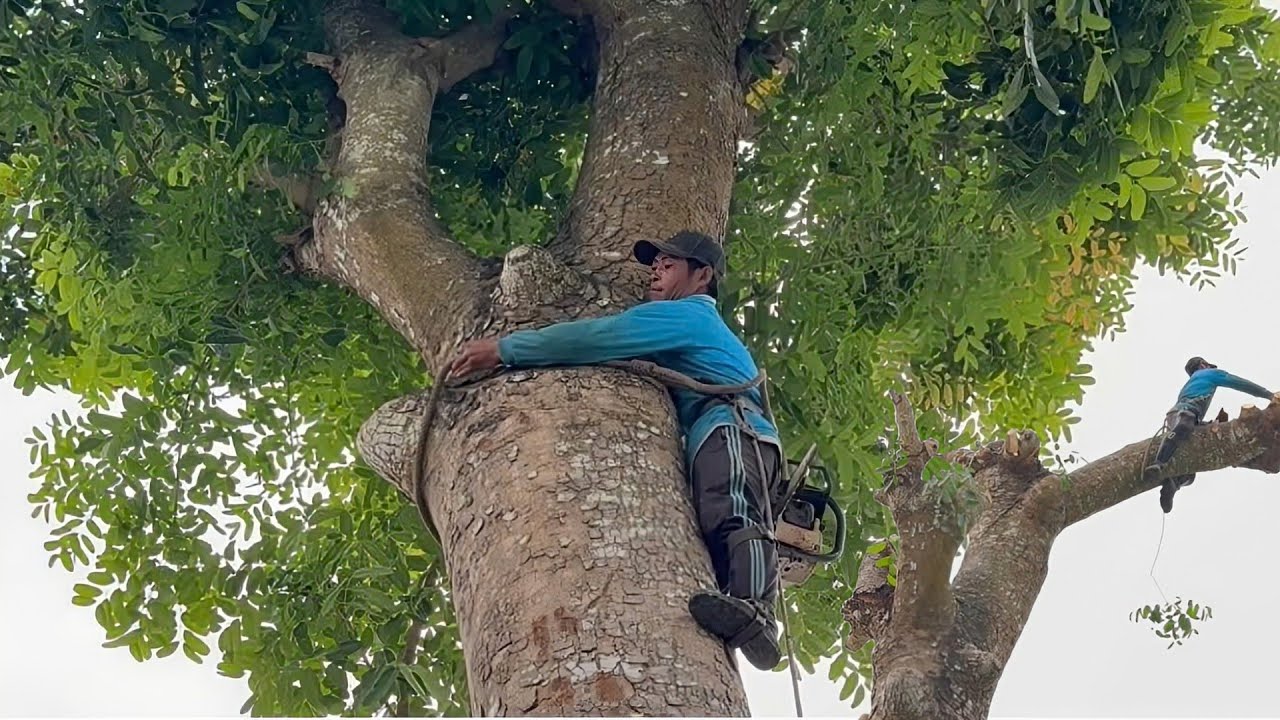 Cưa cây xà cừ siêu khủng , Ở ô môn cần thơ . Cưa cây kỷ thuật cao