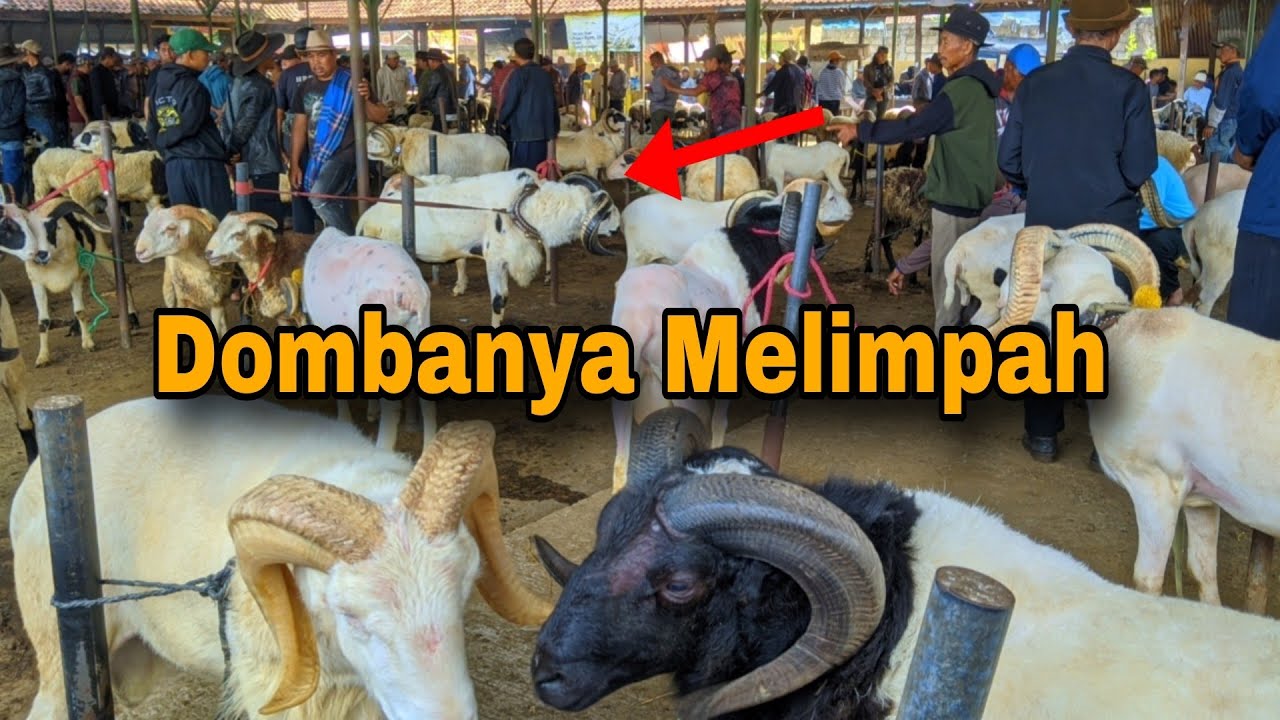 Domba Garut Makin Rame Harga Masih Murah, Pasar Hewan Tanjungsari Sumedang