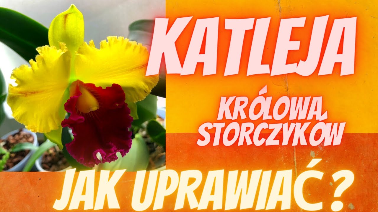 Cattleya - królowa storczyków. Jak uprawiać i pielęgować katleję?
