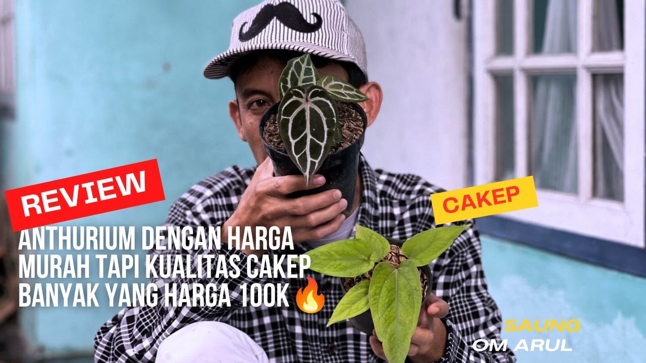 Tempat Om Arul Banyak Anthurium 100K Tapi Cakep Gercep Deh Sebelum Kehabisan🔥