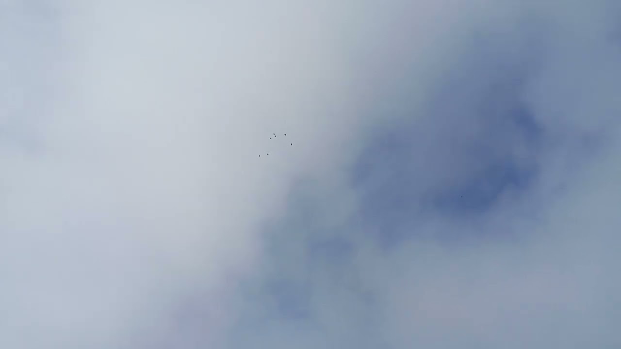 حمام الفعل