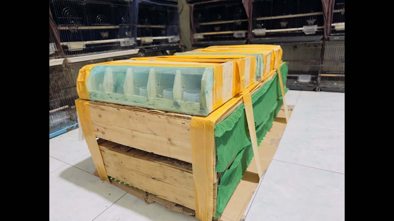 STOK BARU BONGKARAN TERBARU CUNGKOK TROTOL,PASTOL DAN MURAI BATU 20-10-2025