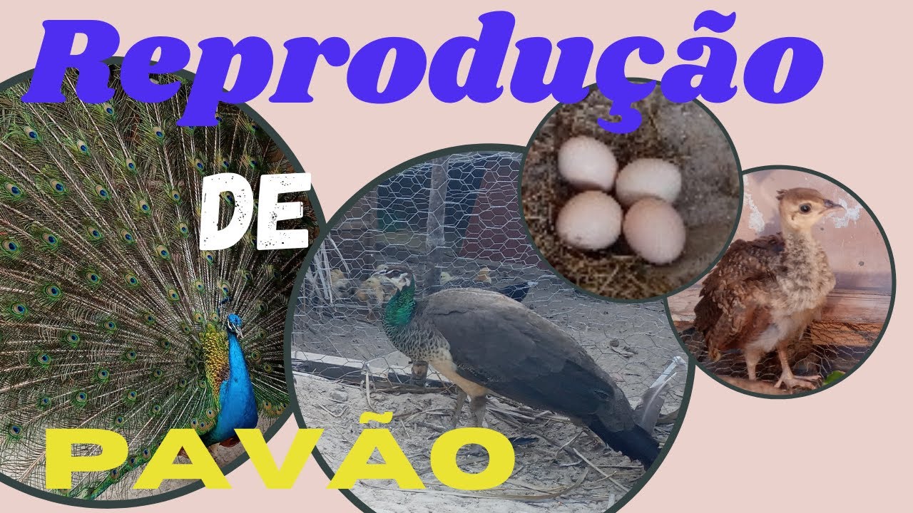 REPRODUÇÃO dos PAVÕES 6 DICAS para ter SUCESSO x Como criar pavões.