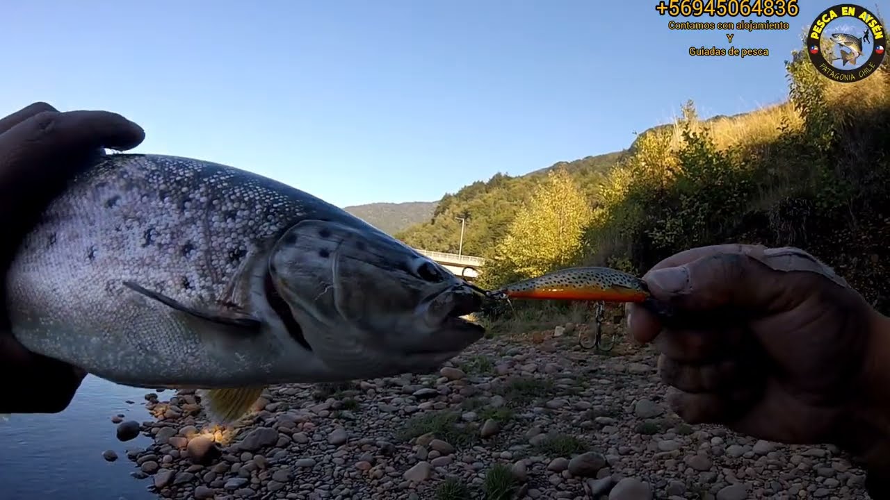 Una tarde de pesca, con lindas capturas de diferentes  especies de salmón y truchas.