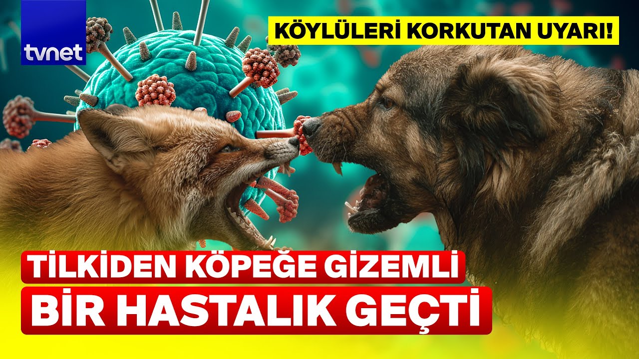 Tilkiyle boğuşan k&ouml;peğe ge&ccedil;en o hastalık b&uuml;t&uuml;n k&ouml;ye yayıldı!