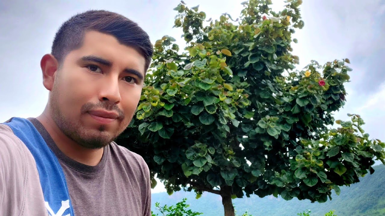 Árbol majagua o Árbol arcoiris | Su flor cambia de color durante el transcurso del día.