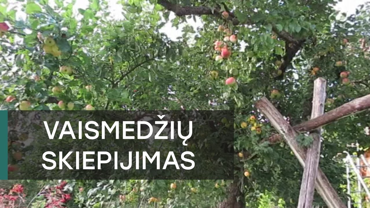 Vaismedžių skiepijimas