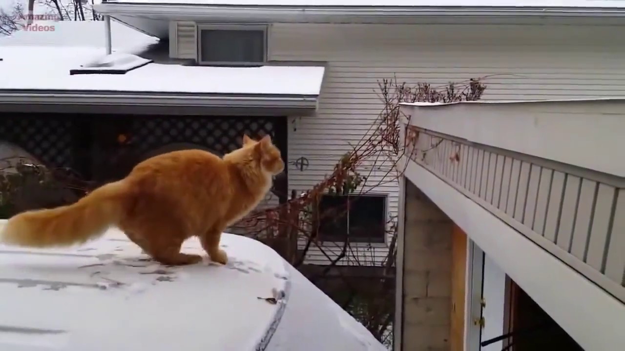 O MELHOR V&Iacute;DEO DE GATOS PULANDO E CAINDO! IMPOSS&Iacute;VEL N&Atilde;O RIR KKKKKK
