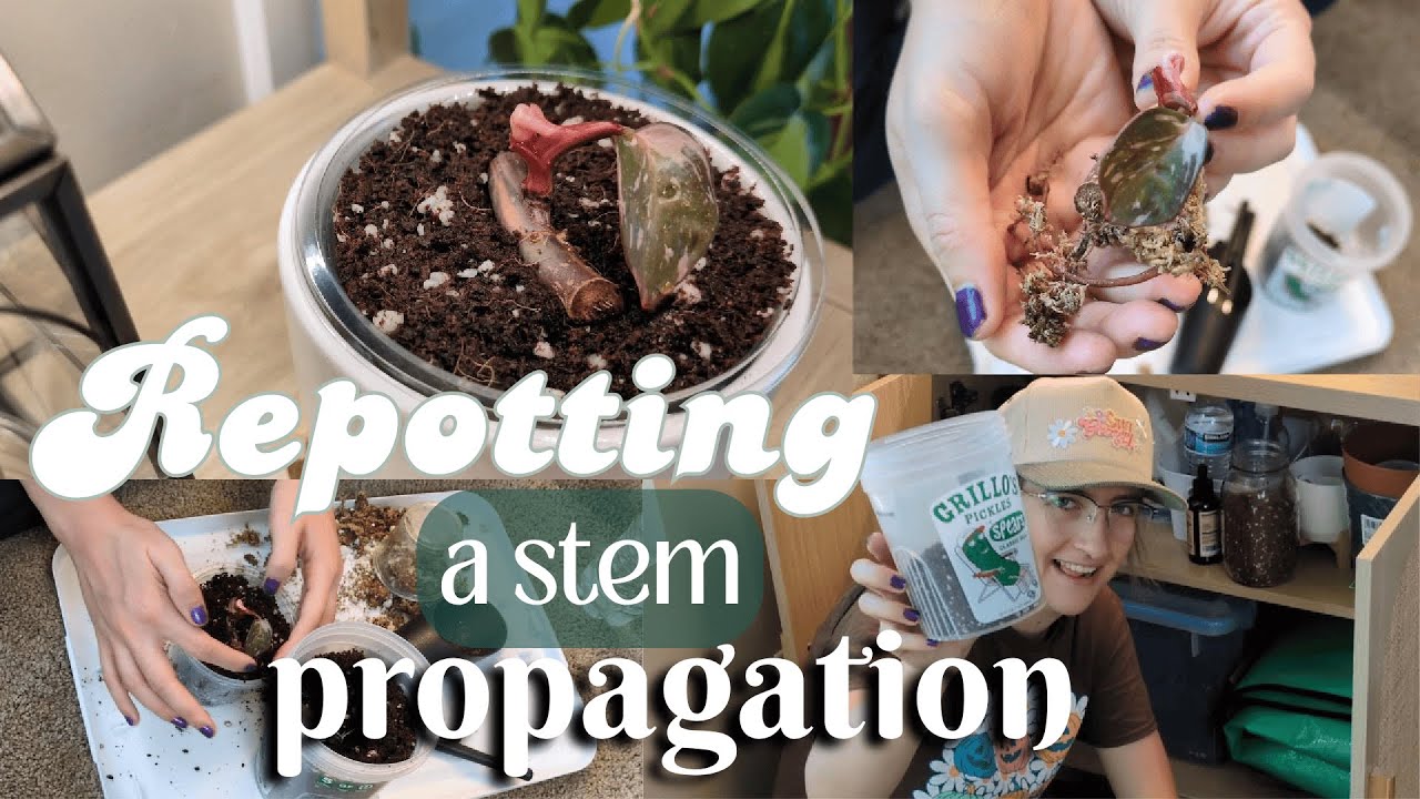 Repotting a Red Anderson Philodendron Stem Cutting ✂️ + Update on the Lightning Bolt Jewel Orchid ⚡