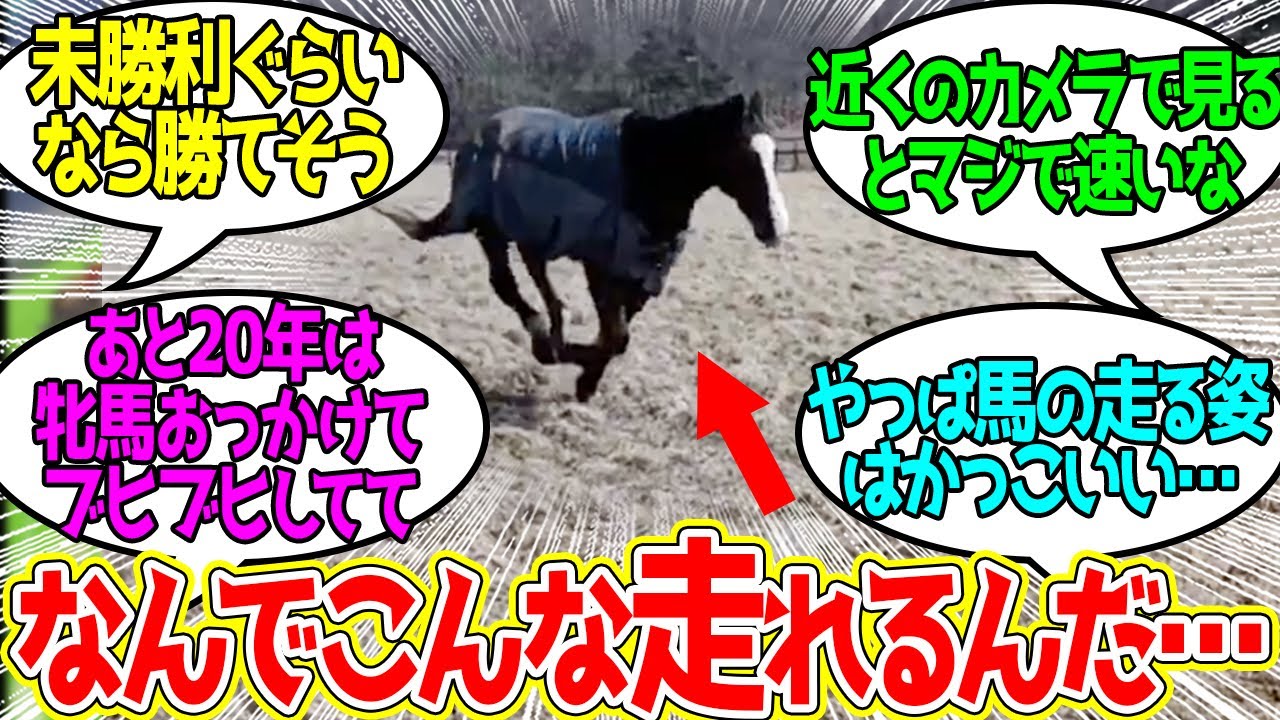 これは実質100歳前後の走りじゃないぞドットさん…に対するみんなの反応！【競馬 の反応集】