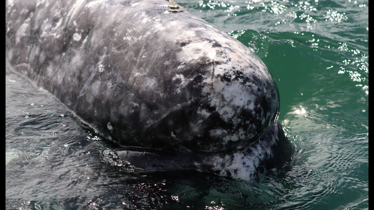 Laguna San Ignacio: Our Unforgettable Gray Whale Encounter with Antonio's Eco-Tours