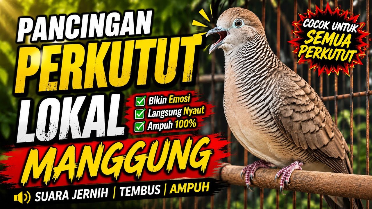 Pancingan perkutut manggung #perkutut #perkututkaturanggan #perkututlokal #perkututlokalalam #gacor