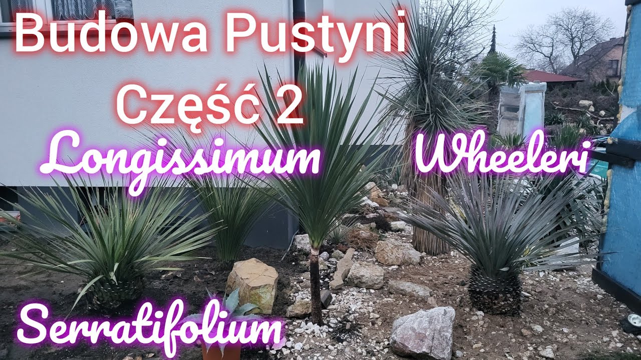 Sadzimy Do Gruntu Nowe Rośliny - Trawy Drzewiaste (Dasylirion Wheeleri, Serratifolium, Longissimum)