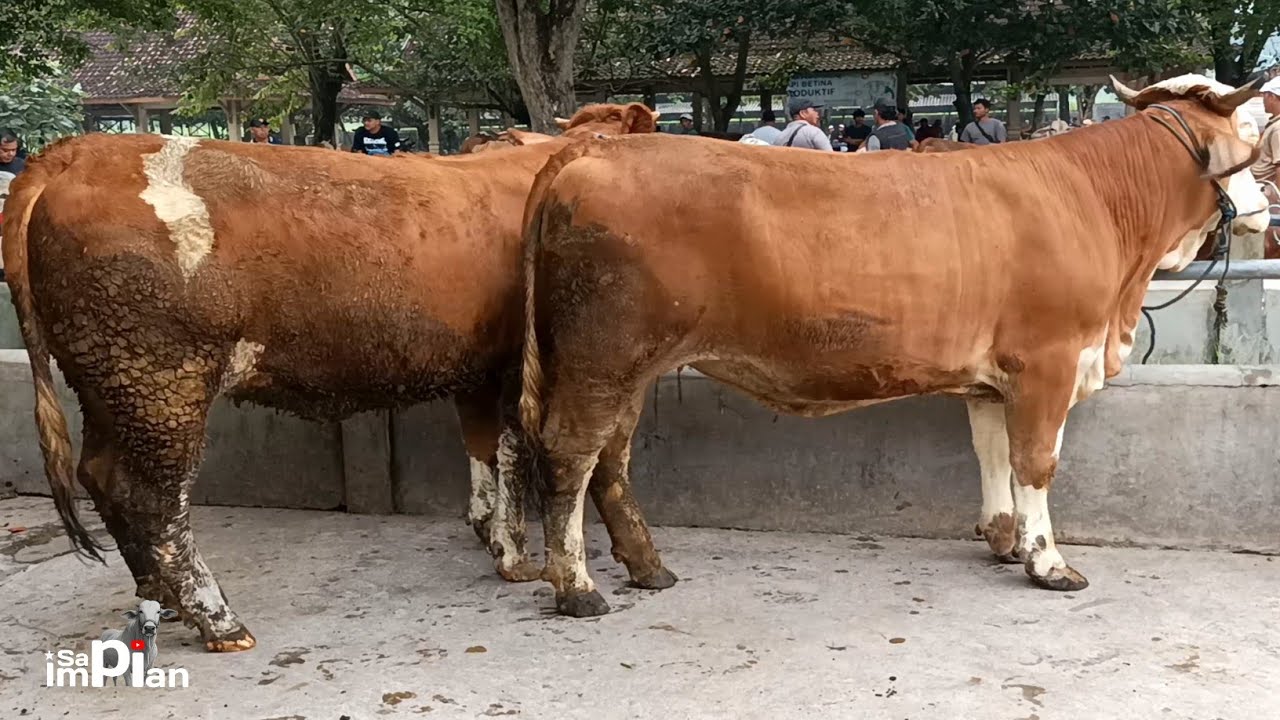 Sapi Betina Paling Super Satu Pasar Jadi Rebutan Dan Incaran Jagal !! Sapi Lemon Melimpah !!