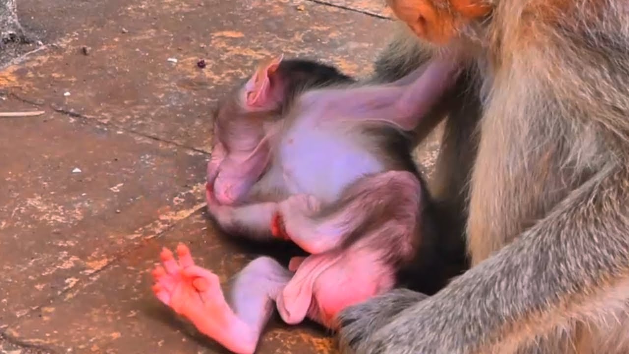 Maya's Solitary Meals: A Mother's Sacrifice for Her Babies