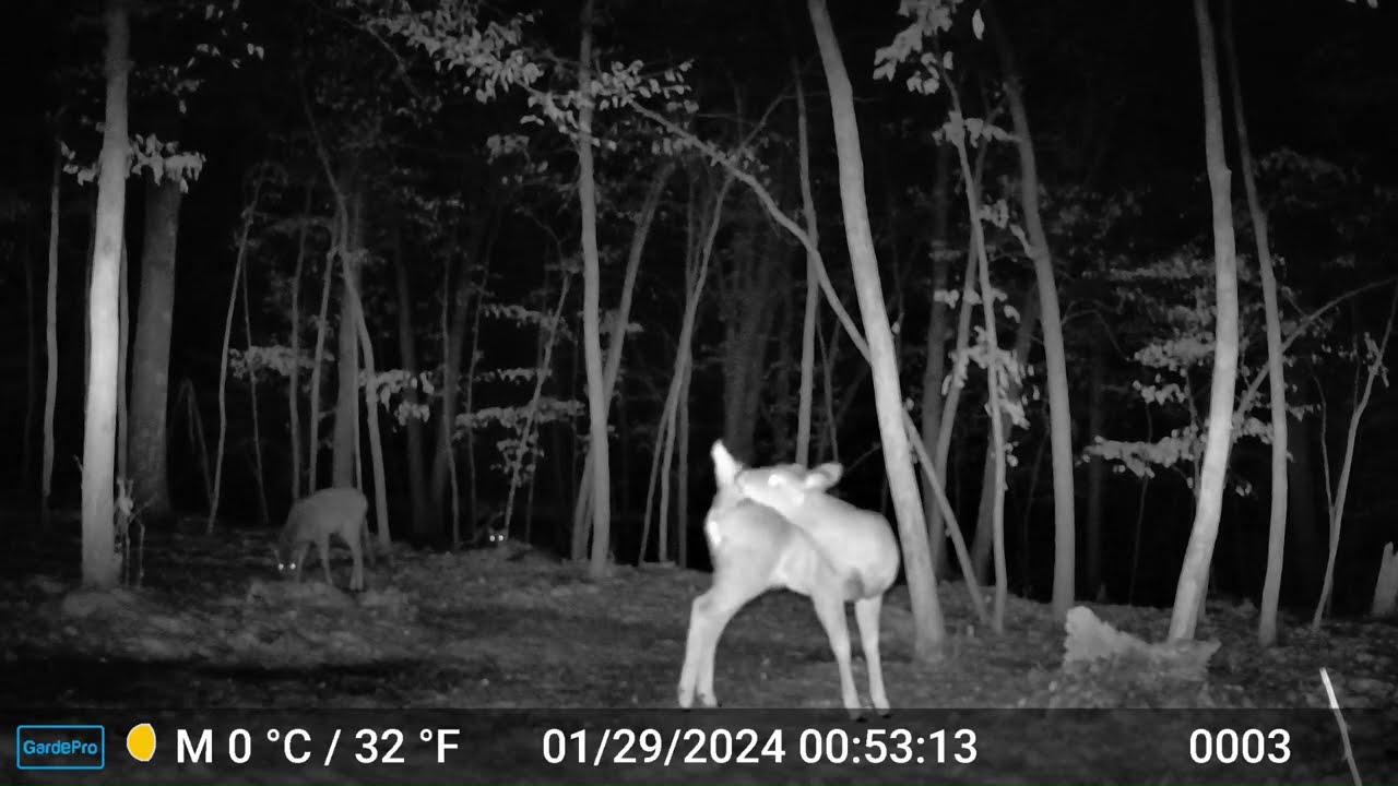 The Deer 2303