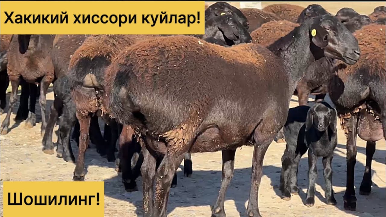 Хакикий хиссори куйлар! 877949191☎️ 997425060☎️ 918110094☎️