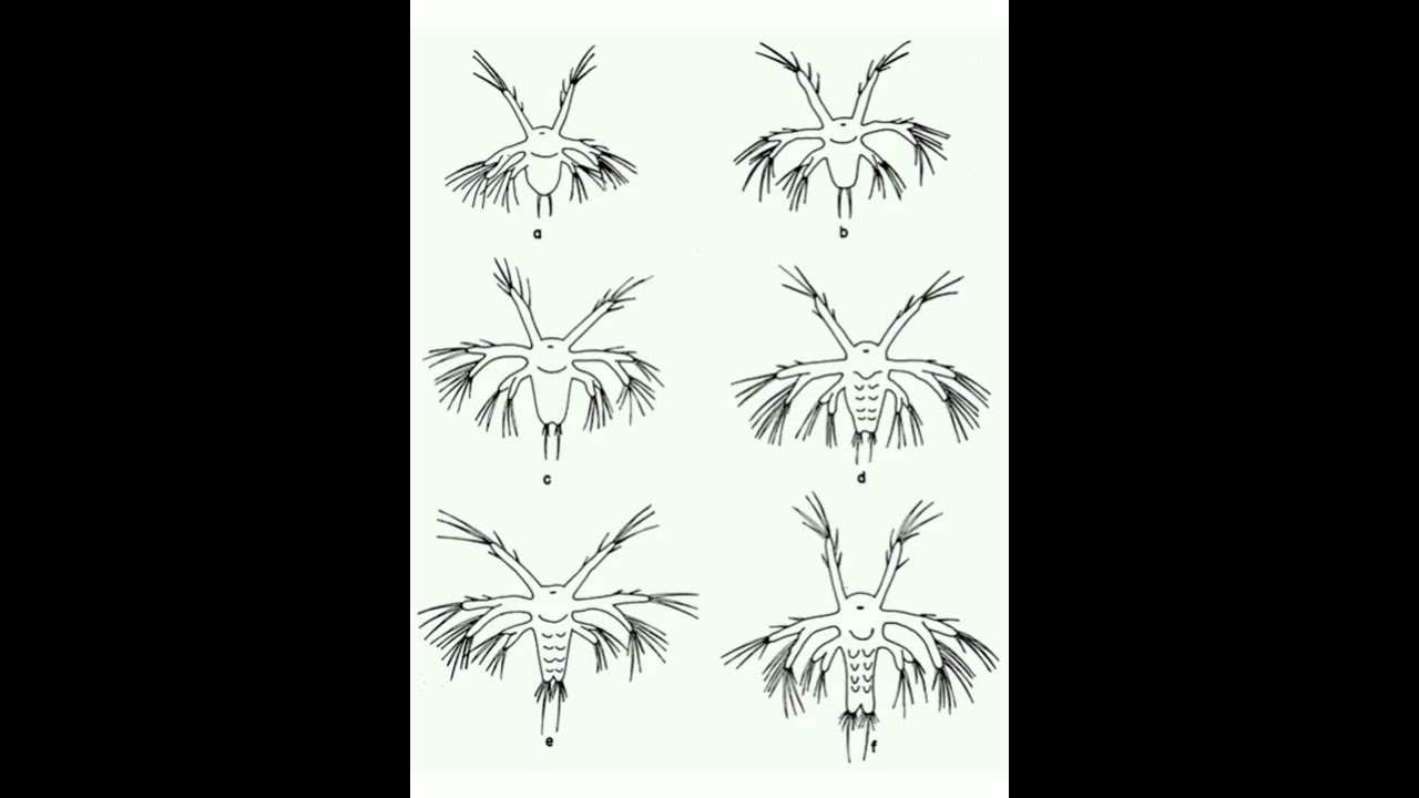 Life cycle stages of Shrimp     #shrimp #aquaculture #larva #shrimpculture #hatchery