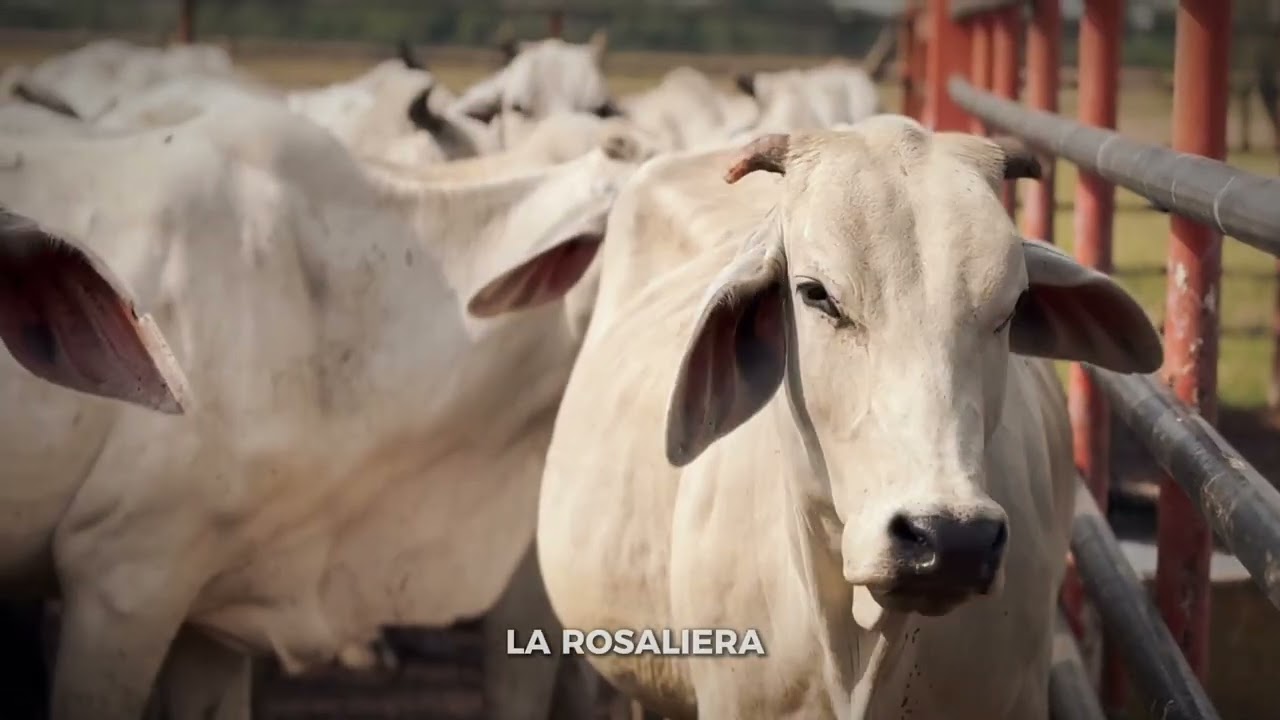 La precisión, el corazón de nuestra ganadería 
