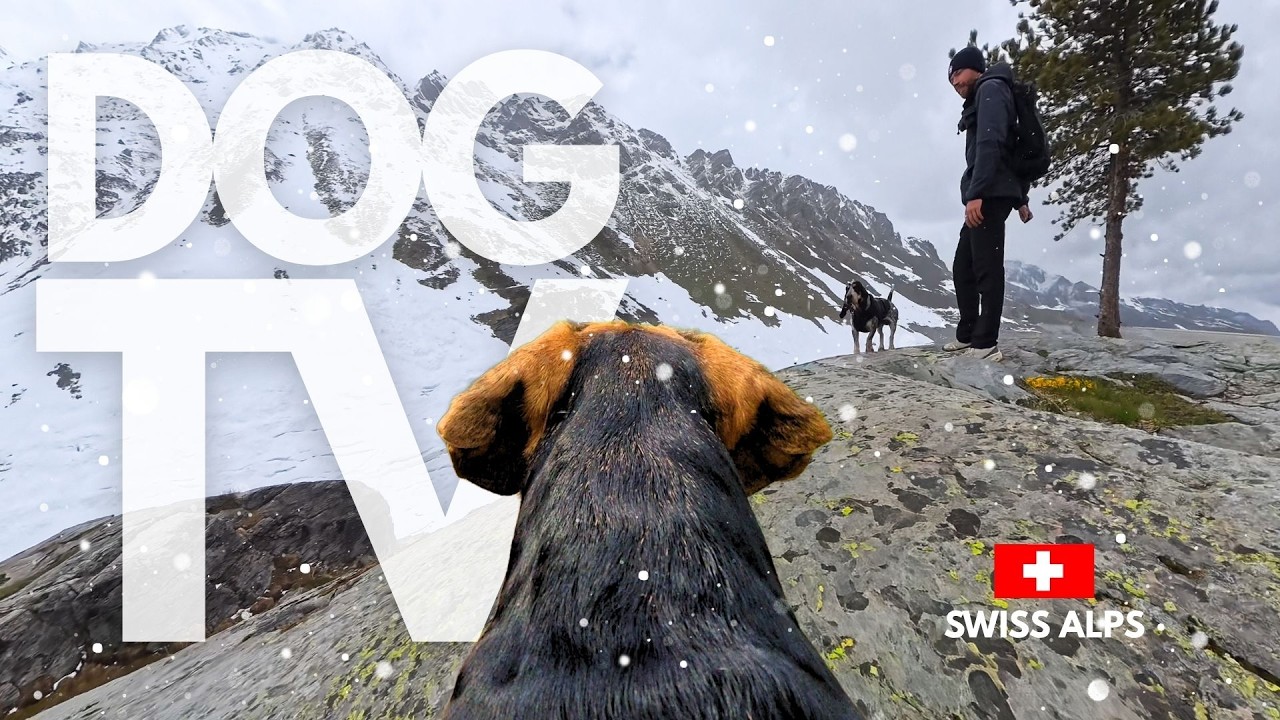 TheDogCam | 10hrs of Swiss Alps Virtual Dog Walks Along Frozen Mountain Paths 🐾🏔️ GoPro Dog POV