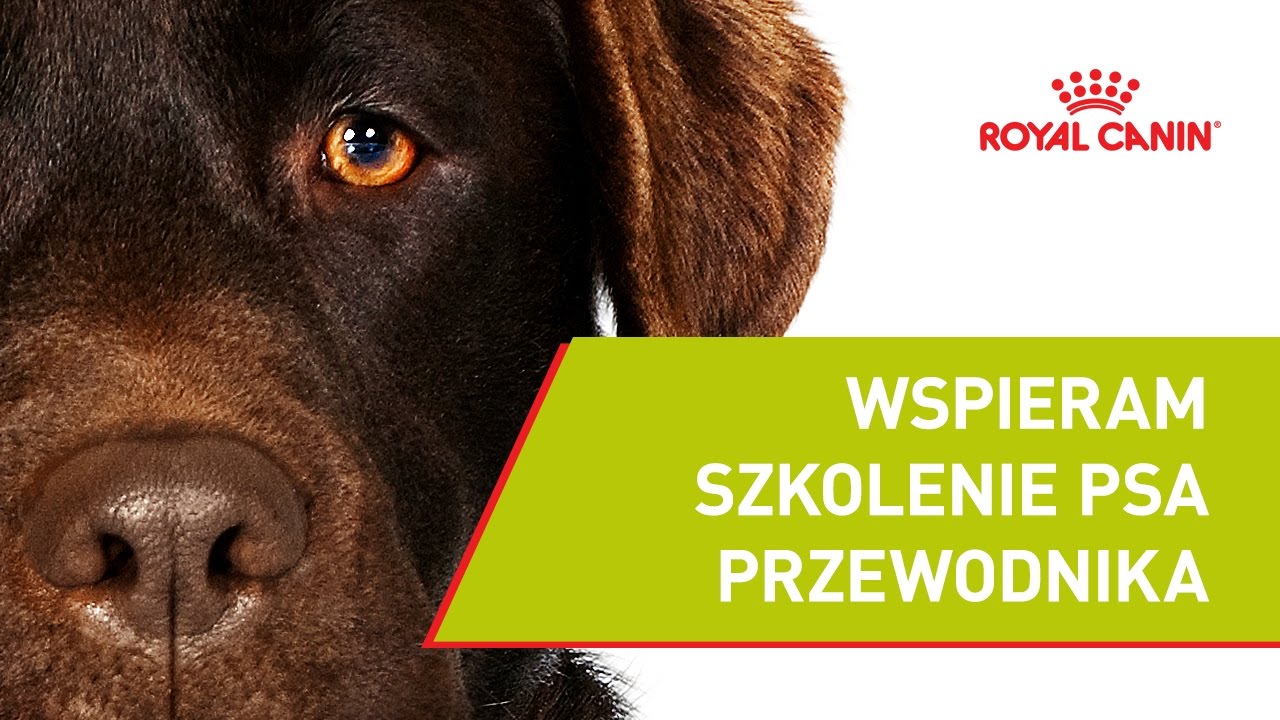 #9 Szkolenie - Imbir || Wspieram Szkolenie Psa Przewodnika ROYAL CANIN