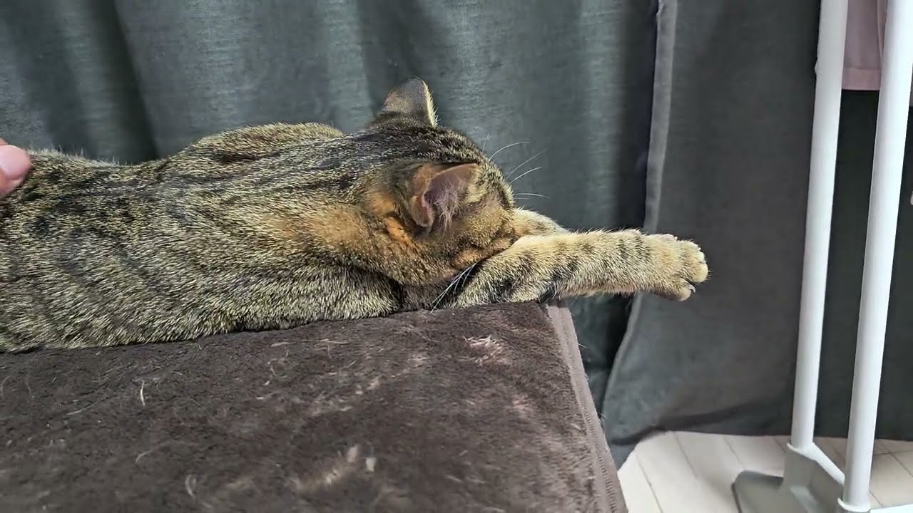 キナちゃんは両手を伸ばしますね😺