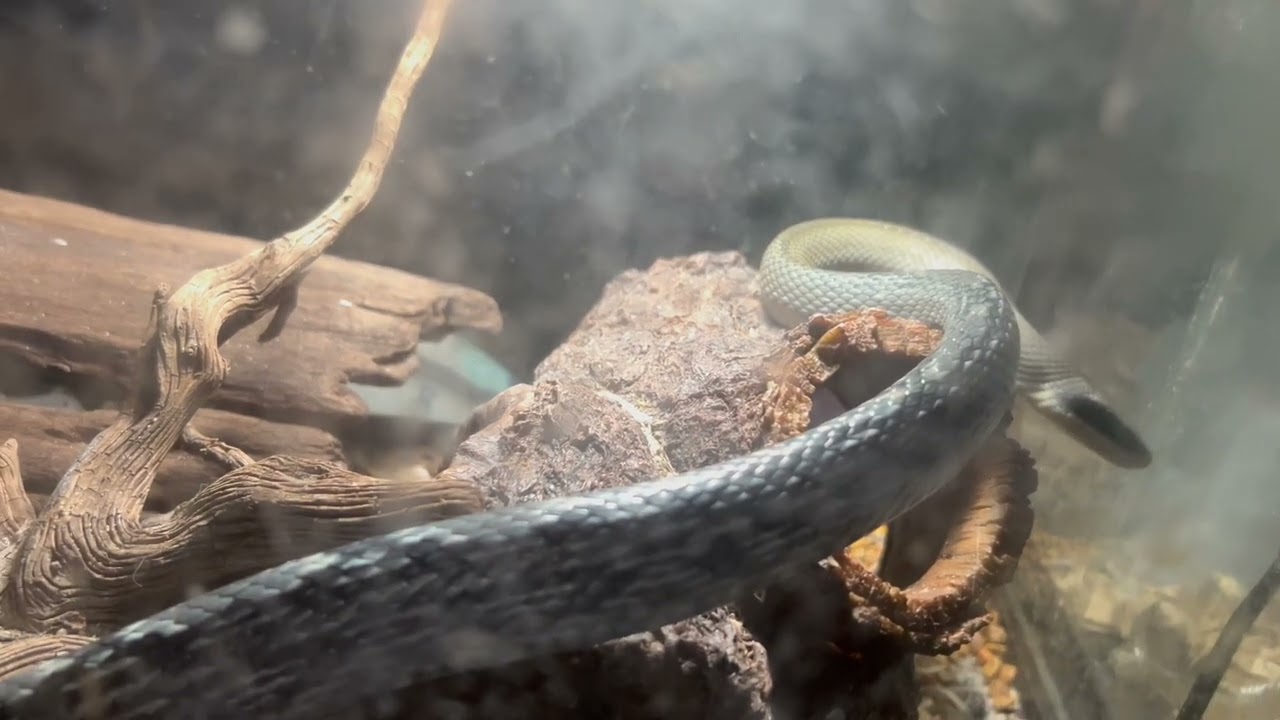 Beauty Snake , Fresh Shed!