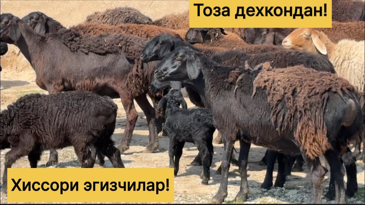 Хиссори эгизчи куйлар! 882919200☎️ 993307484☎️