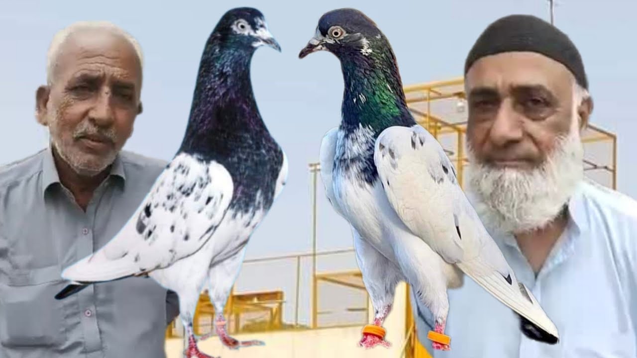 Ustad Haji Muhammad Yusuf Chehat Nagan Wali Karachi ki chat se pigeons