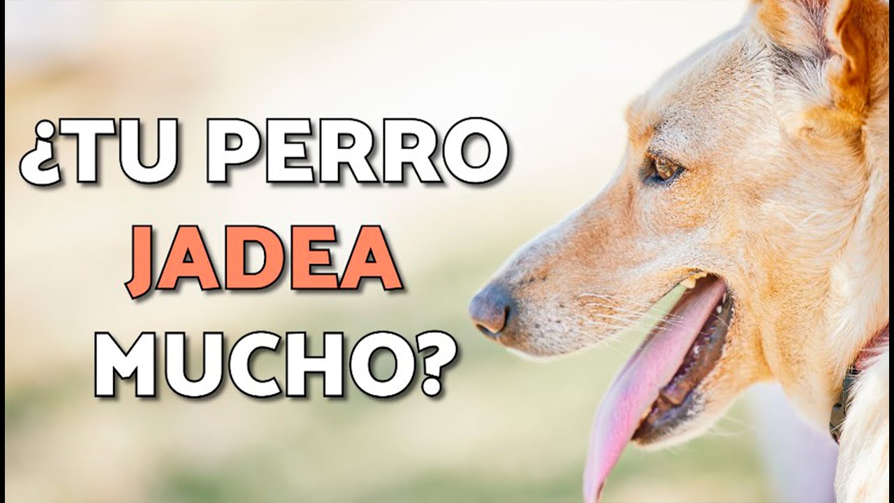 POR QU&Eacute; los PERROS JADEAN y CU&Aacute;NDO es PELIGROSO 🐶⚠️