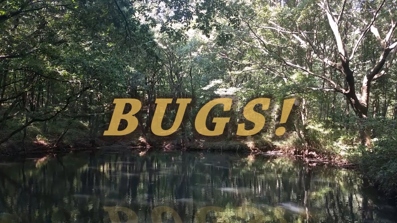Summer in Japan means BUGS!