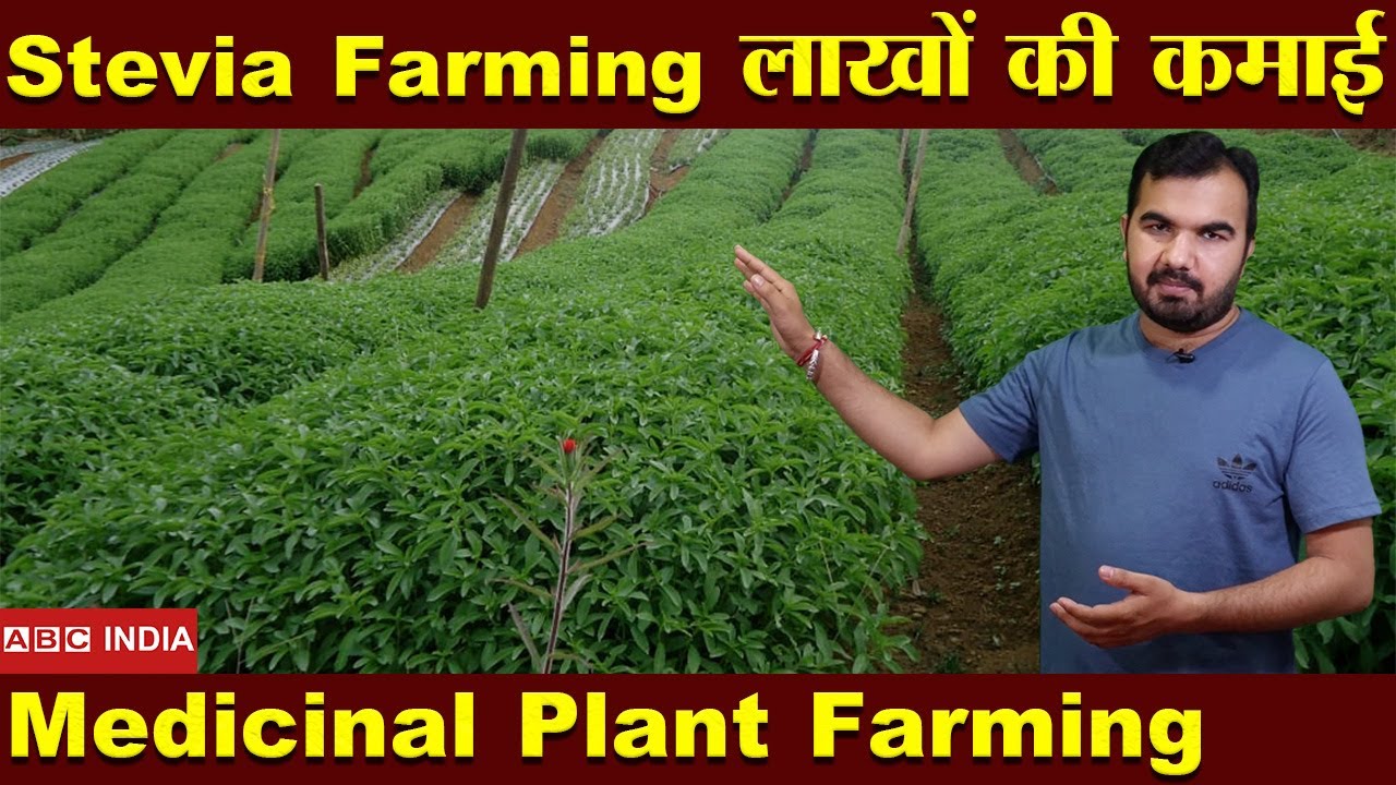 लाखों की कमाई | Medicinal Plant Farming | Stevia Farming | Sugar Free plant Farming | New Farming