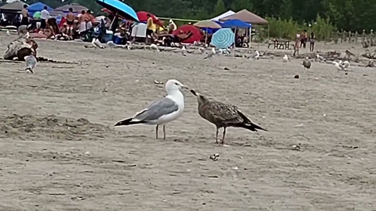 'Gimme! Gimme! Gimme!' Wasaga Beach, on the lake. Summer 2025.