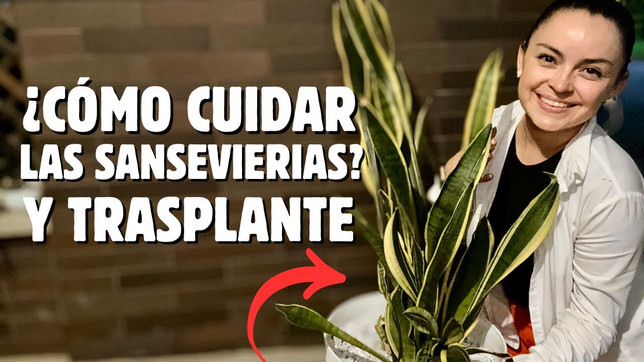 🍃La SANSEVIERIA, la planta más NOBLE y fácil de cuidar, acompáñame a darle amor👩🏻‍🌾