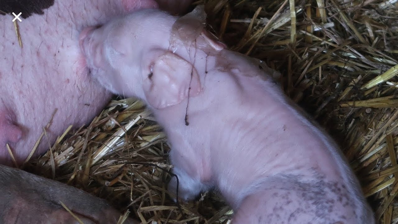 Evolution des porcelets de 0 à 2 mois
