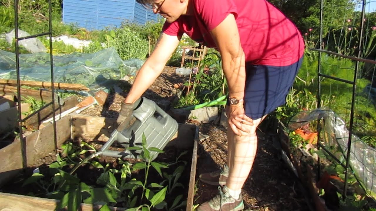 Butternut squash and popping corn planted out, strawberry harvested.