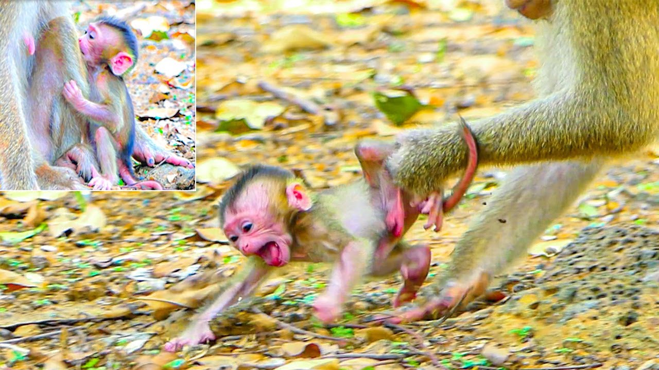 How p-ity a newborn hybrid monkey named SABA is s-cared to stay alone when mom tries to leave.