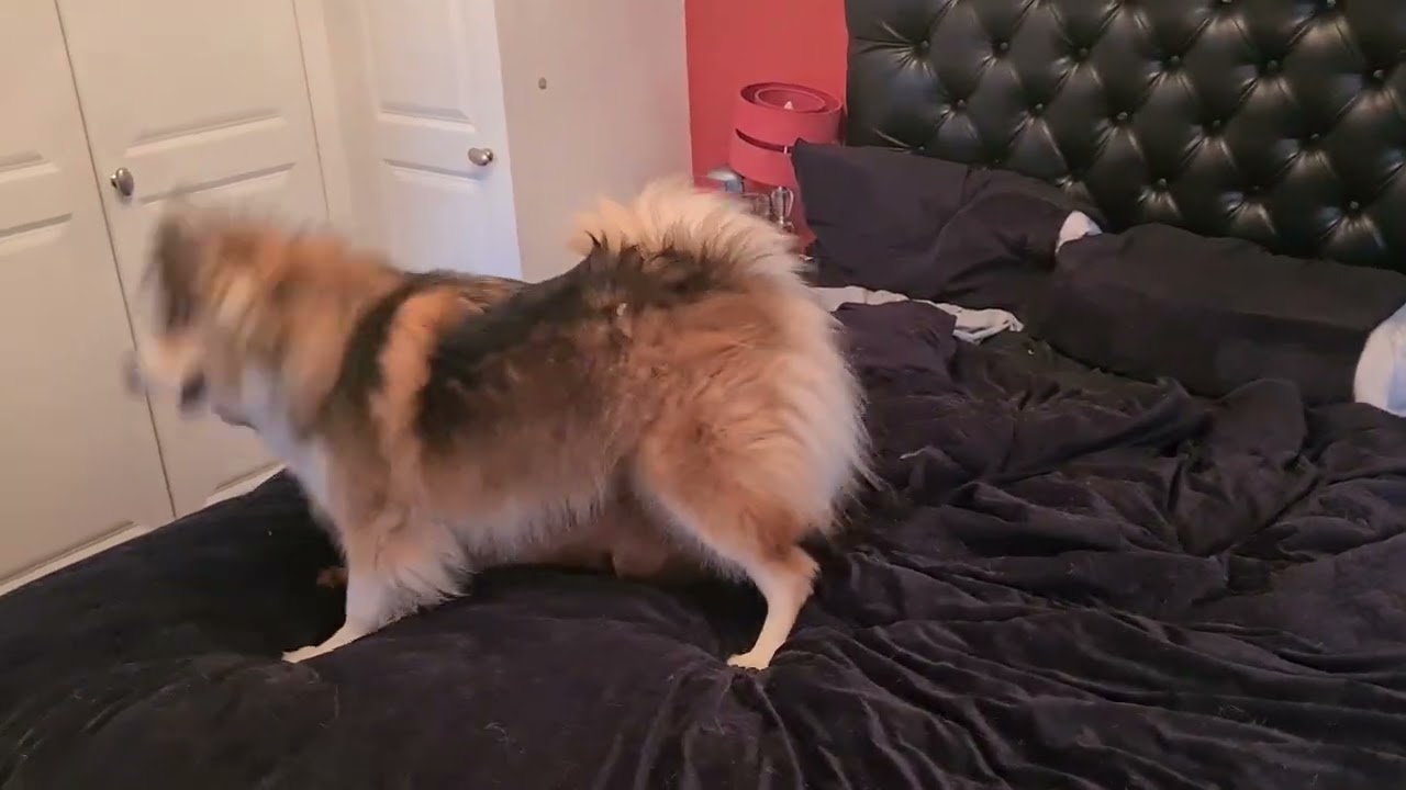 Play fight on mums bed