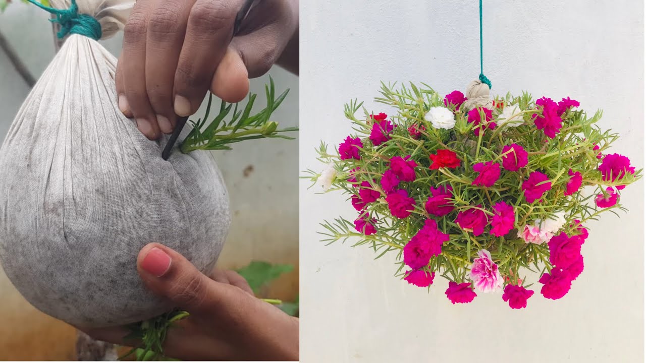 Moss rose Gardening Idea #6 - Amazing Hanging ball shape | Smart ideas to grow Portulaca grandiflora