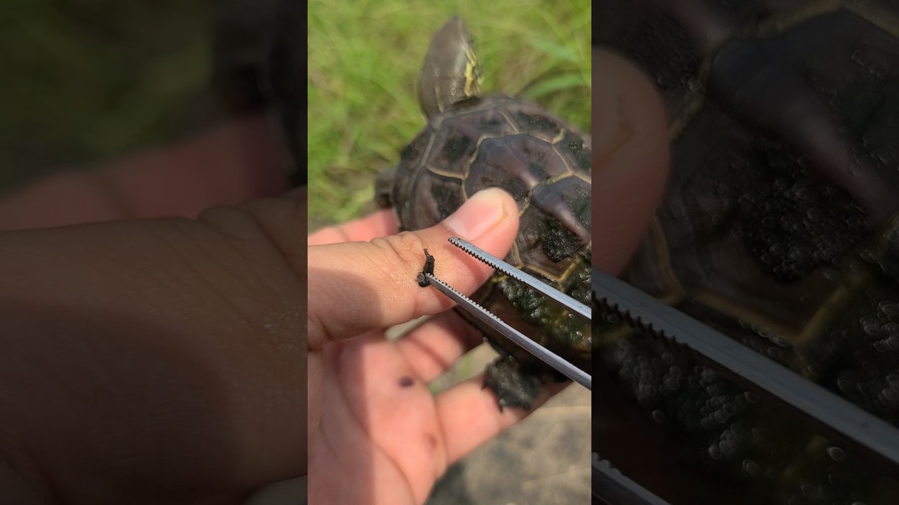 私が甲羅を磨く理由