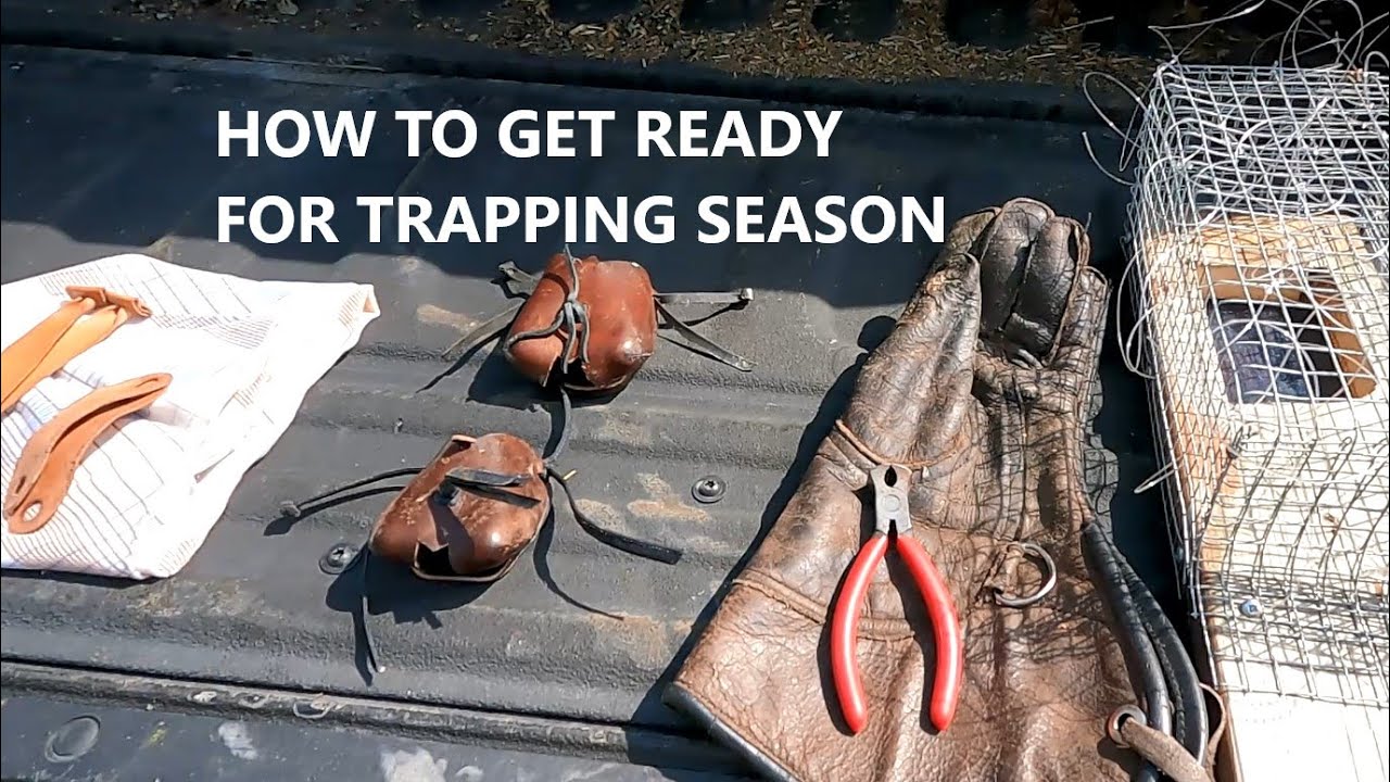 How to get ready for trapping a Red tailed hawk for Falconry - ACR Falconry