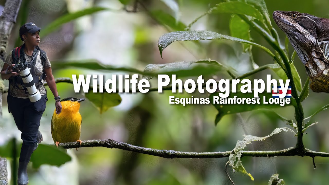 Wildlife Photography at Esquinas Rainforest Lodge, Costa Rica