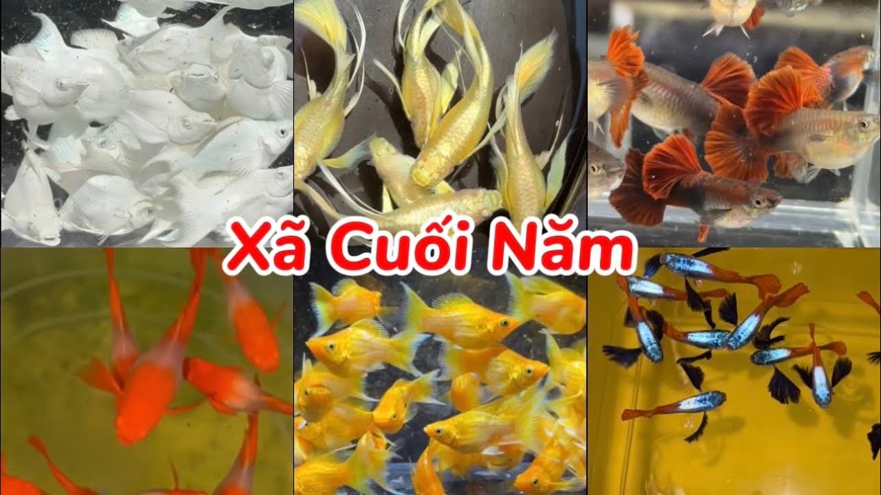 Xã Cá 7 Màu Cuối Năm Và Hàng Tuyển Giống Tại Trại 